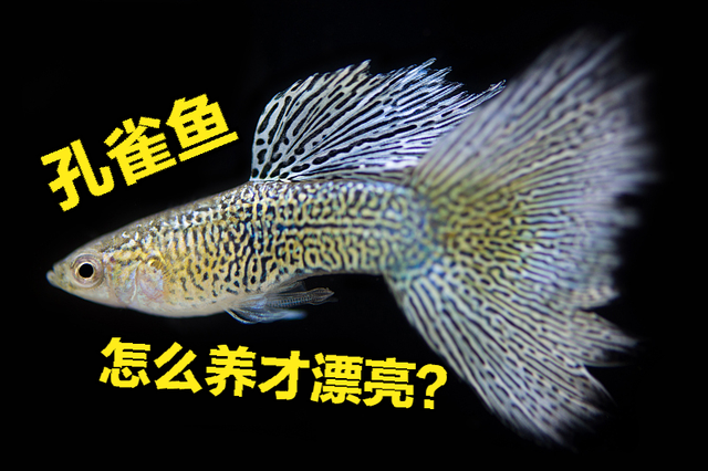 为什么孔雀鱼越养越难看？这2个原因，你都知道吗？-1.jpg