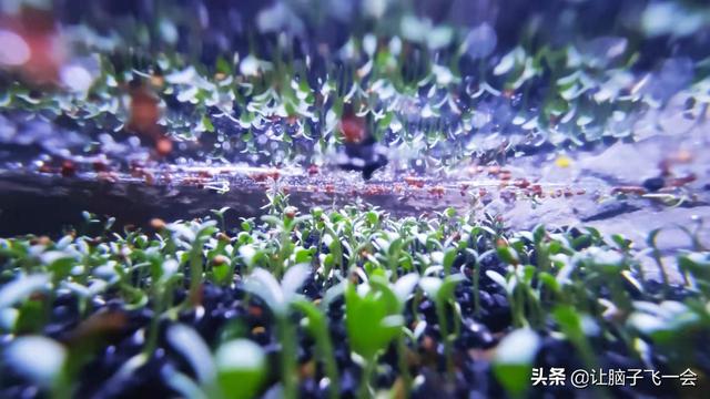 我养鱼踩过的坑，憧憬的水草缸-1.jpg