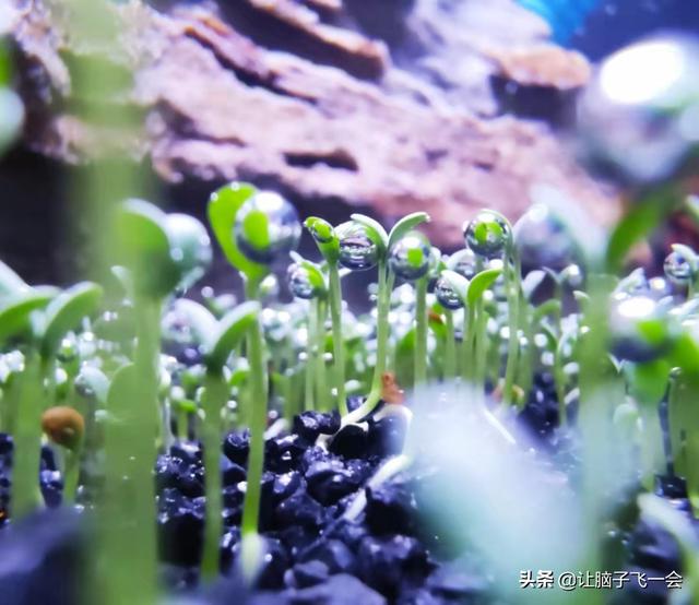 我养鱼踩过的坑，憧憬的水草缸-2.jpg