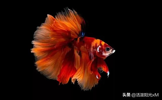 稀有泰国斗鱼图片-2.jpg