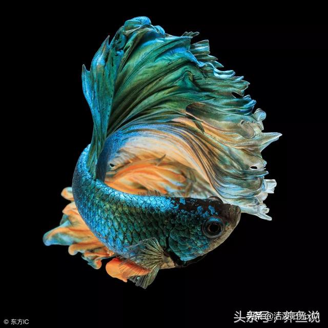 稀有泰国斗鱼图片-11.jpg
