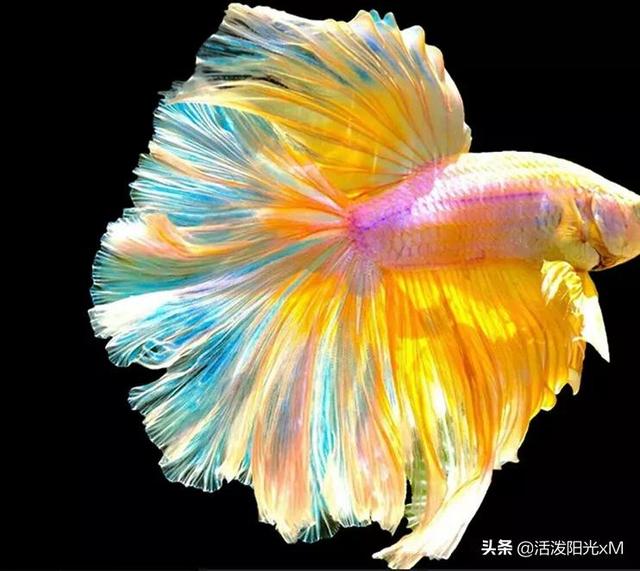 稀有泰国斗鱼图片-10.jpg