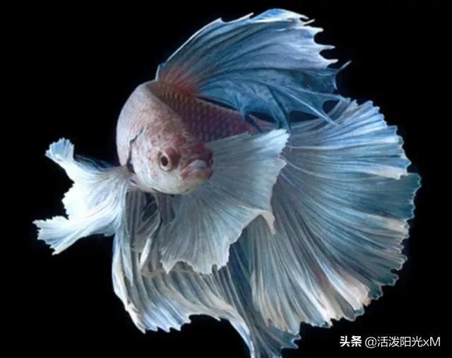 稀有泰国斗鱼图片-16.jpg