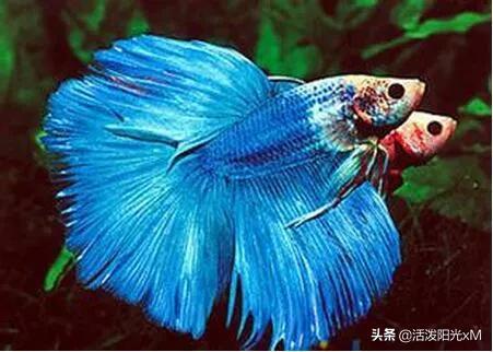 稀有泰国斗鱼图片-15.jpg