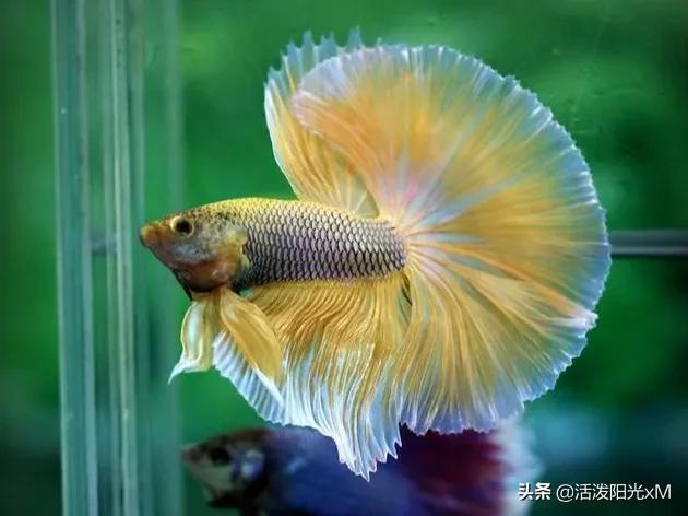 稀有泰国斗鱼图片-20.jpg