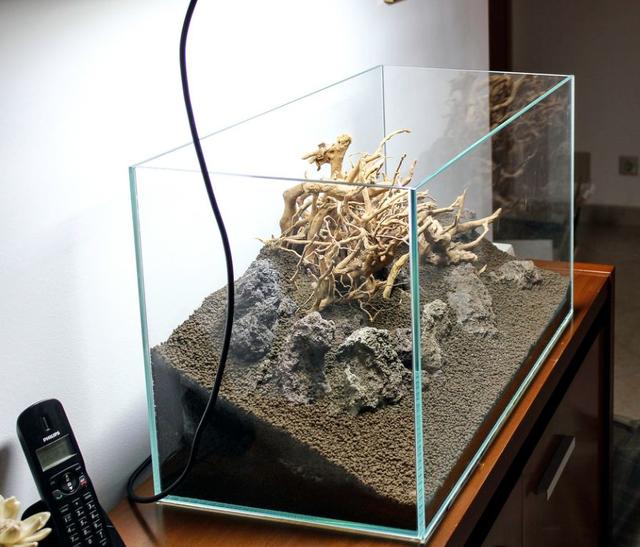 久违的水草缸，这样简单的素材，成景后心静如水，喜欢-2.jpg