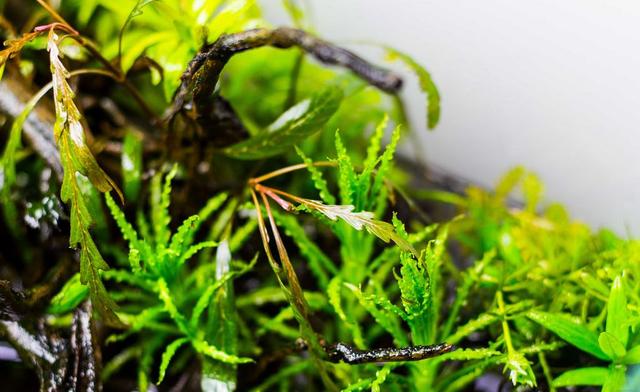 久违的水草缸，这样简单的素材，成景后心静如水，喜欢-28.jpg