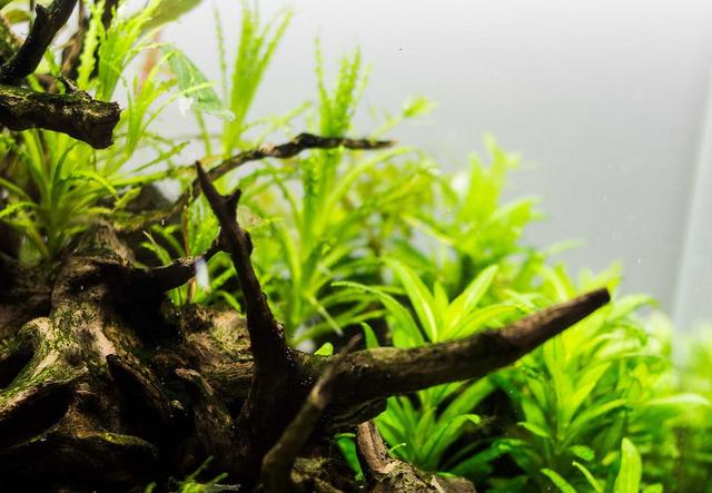 久违的水草缸，这样简单的素材，成景后心静如水，喜欢-27.jpg