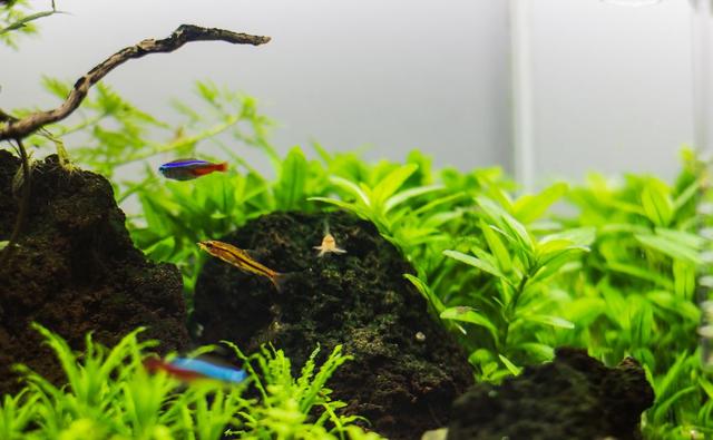 久违的水草缸，这样简单的素材，成景后心静如水，喜欢-37.jpg