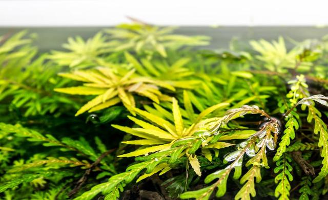 久违的水草缸，这样简单的素材，成景后心静如水，喜欢-33.jpg
