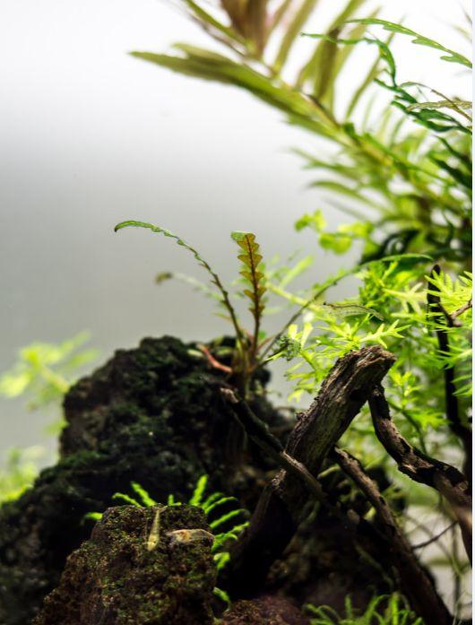 久违的水草缸，这样简单的素材，成景后心静如水，喜欢-38.jpg