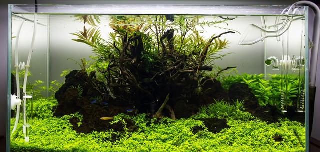 久违的水草缸，这样简单的素材，成景后心静如水，喜欢-40.jpg