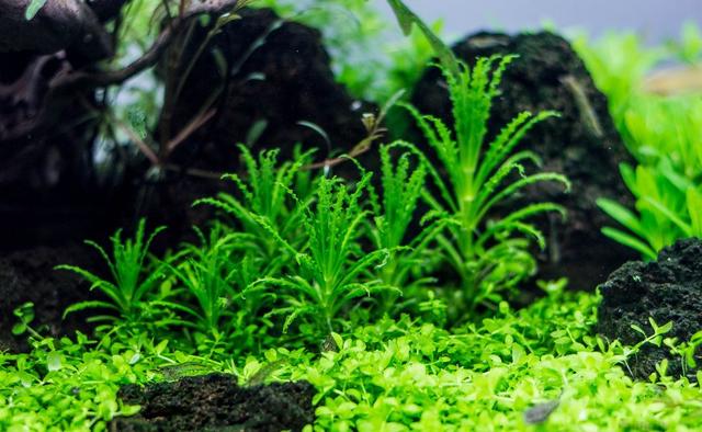 久违的水草缸，这样简单的素材，成景后心静如水，喜欢-41.jpg