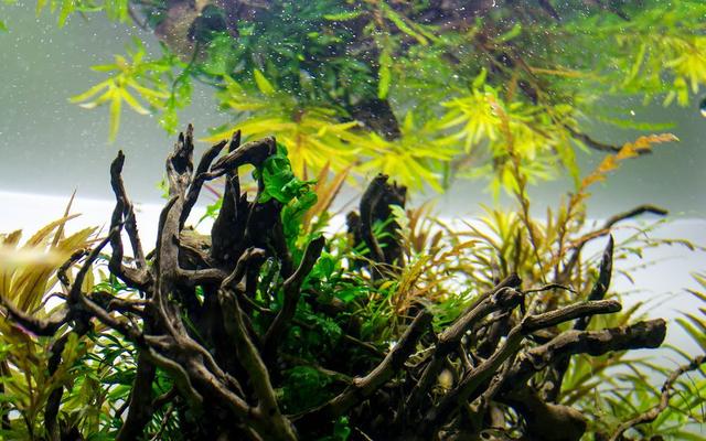 久违的水草缸，这样简单的素材，成景后心静如水，喜欢-49.jpg