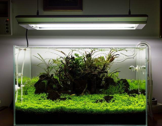 久违的水草缸，这样简单的素材，成景后心静如水，喜欢-55.jpg