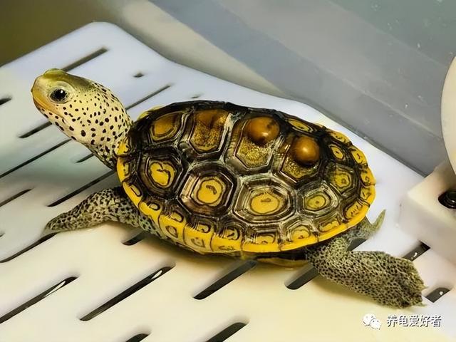 一个好的龟缸生态环境，也得讲究五行俱全？-3.jpg