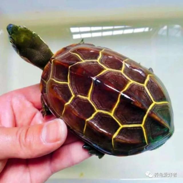 一个好的龟缸生态环境，也得讲究五行俱全？-4.jpg