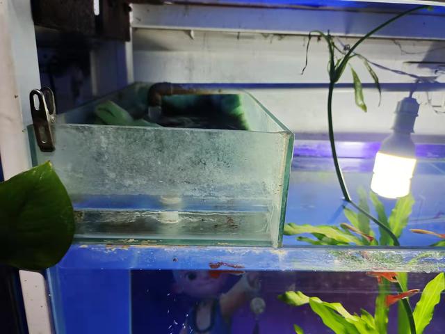养鱼过程中的物理过滤，即使没有干湿分离，也可以做到同样的效果-2.jpg