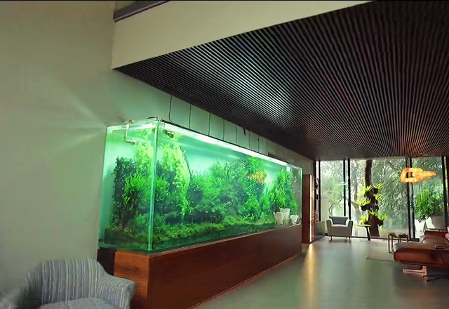 印度土豪4米水草缸造景实录，整缸阴性草-2.jpg