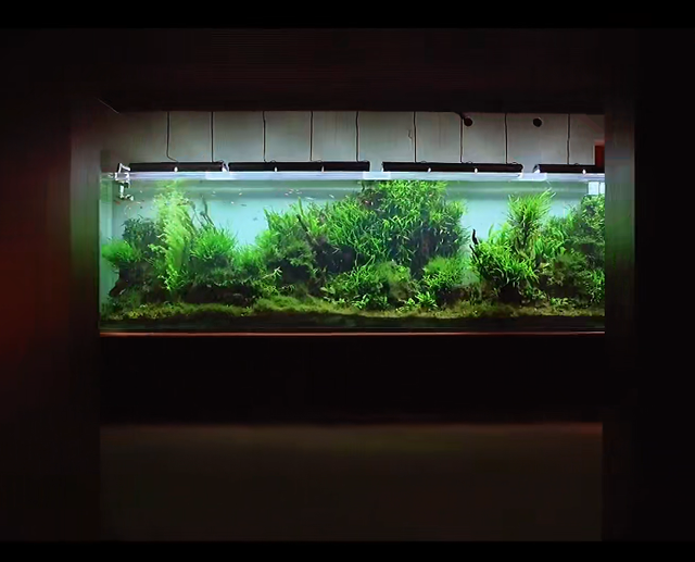 印度土豪4米水草缸造景实录，整缸阴性草-17.jpg