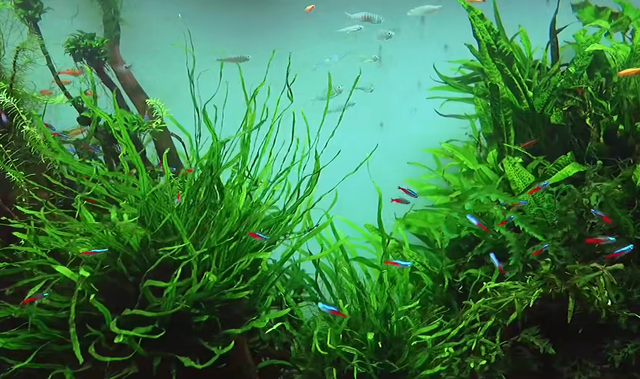 印度土豪4米水草缸造景实录，整缸阴性草-20.jpg