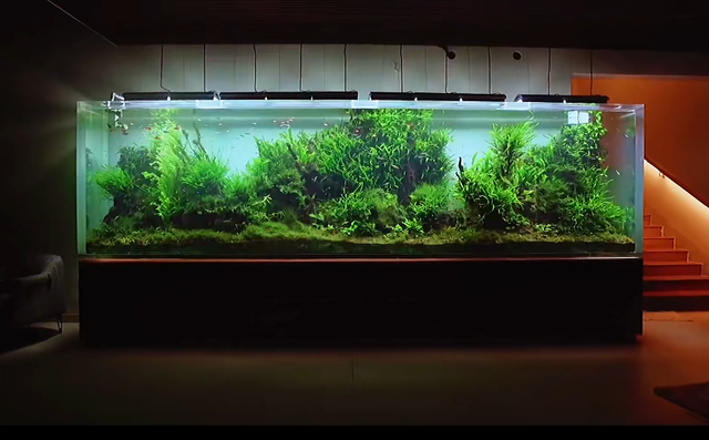 印度土豪4米水草缸造景实录，整缸阴性草-18.jpg