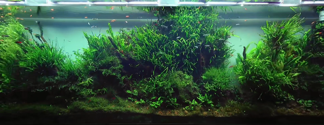 印度土豪4米水草缸造景实录，整缸阴性草-23.jpg