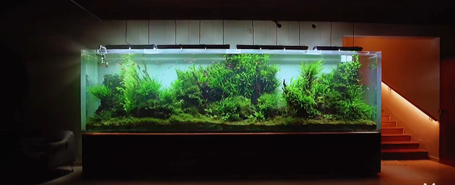 印度土豪4米水草缸造景实录，整缸阴性草-24.jpg