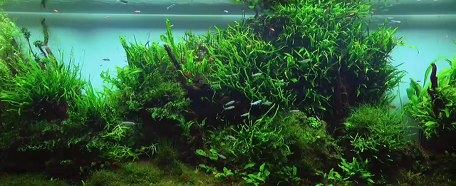 印度土豪4米水草缸造景实录，整缸阴性草-22.jpg