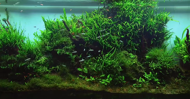 印度土豪4米水草缸造景实录，整缸阴性草-21.jpg