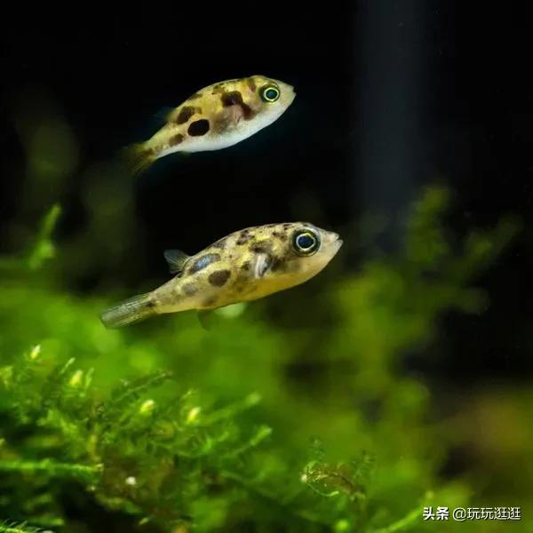 草缸的工具鱼虾，到底有什么用？水草缸造景入门六：工具鱼虾杂谈-4.jpg