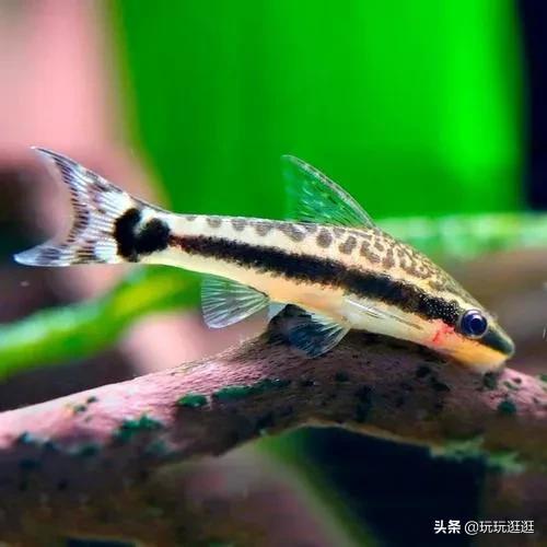 草缸的工具鱼虾，到底有什么用？水草缸造景入门六：工具鱼虾杂谈-2.jpg