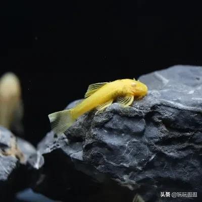 草缸的工具鱼虾，到底有什么用？水草缸造景入门六：工具鱼虾杂谈-3.jpg