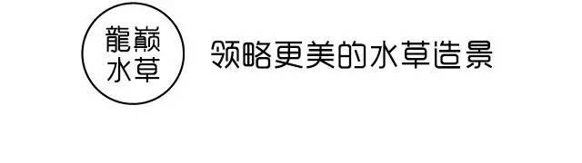 一个完整到爆的草缸配置~-1.jpg