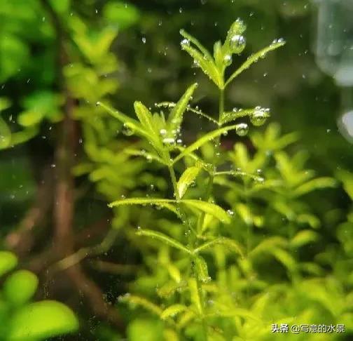 水草缸一定要有二氧化碳？鱼缸造景十四：二氧化碳-1.jpg