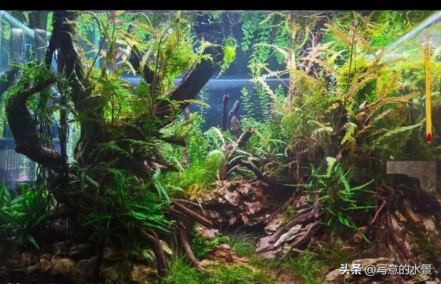 水草缸一定要有二氧化碳？鱼缸造景十四：二氧化碳-3.jpg