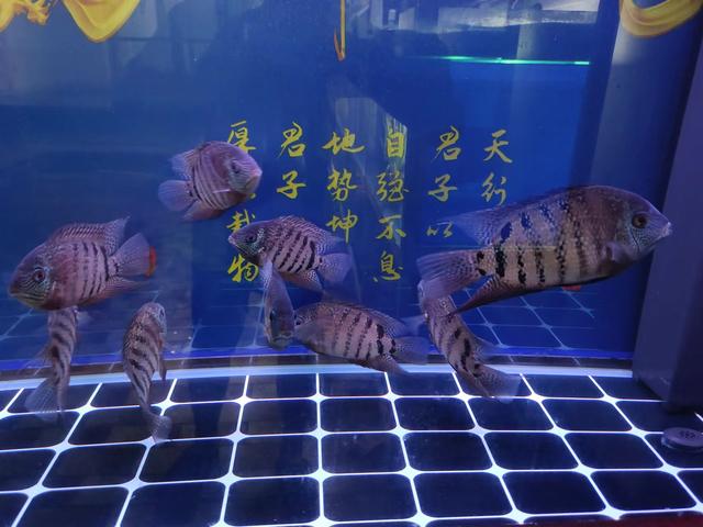 既然水妖精能处理好鱼缸水质，为什么很多底滤鱼缸根本不用它呢？-2.jpg