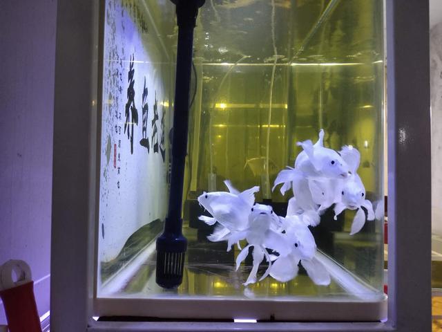 既然水妖精能处理好鱼缸水质，为什么很多底滤鱼缸根本不用它呢？-3.jpg