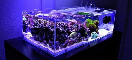 海缸都需要什么装备？快给海缸添装备-15.jpg