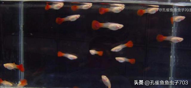 孔雀鱼如何区分公母？-5.jpg