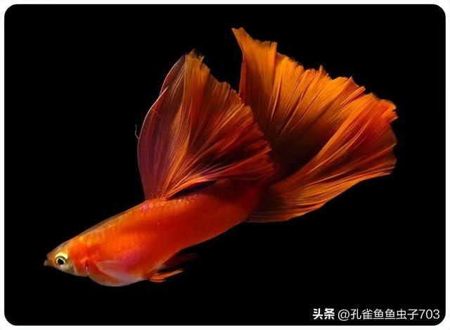 孔雀鱼如何区分公母？-16.jpg