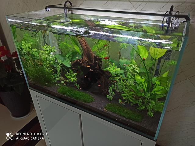 入坑草缸，你真的准备好了吗？我20多年的经验和忠告都在这了-11.jpg