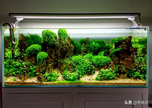 水草缸好养吗？这有套简单粗暴的鱼缸水草缸开缸教学，照着做就好-2.jpg