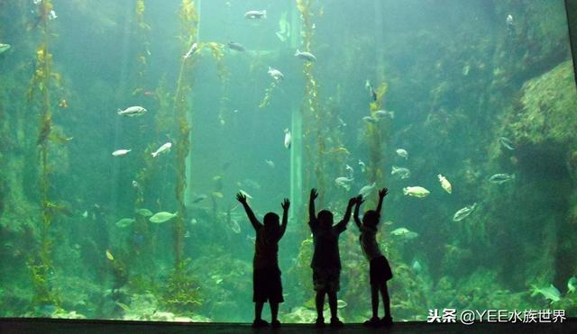 新人入坑，选多大的水草缸比较好？-2.jpg