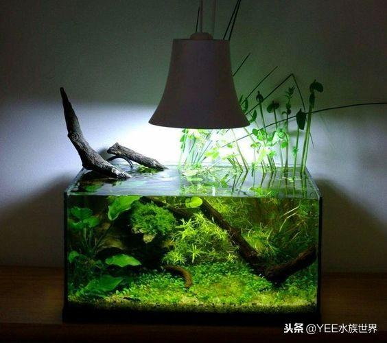 新人入坑，选多大的水草缸比较好？-3.jpg