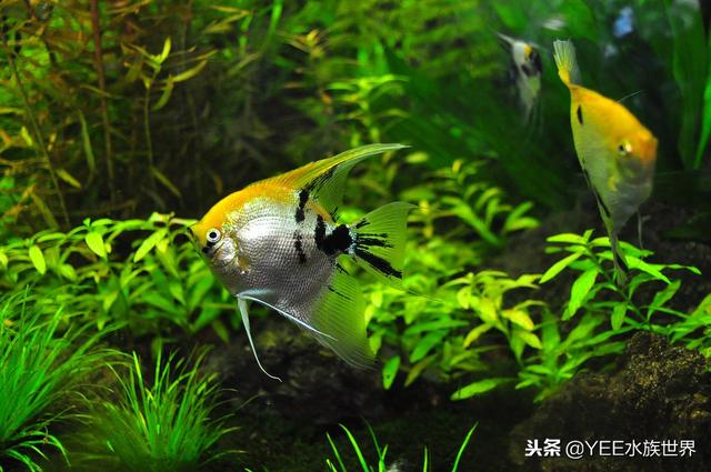 新人入坑，选多大的水草缸比较好？-1.jpg