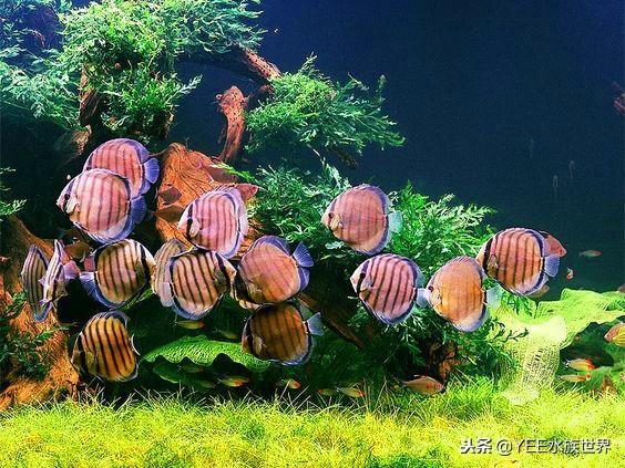 新人入坑，选多大的水草缸比较好？-4.jpg