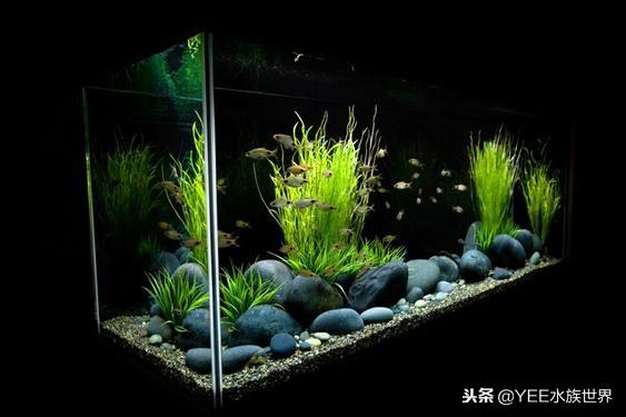 新人入坑，选多大的水草缸比较好？-5.jpg