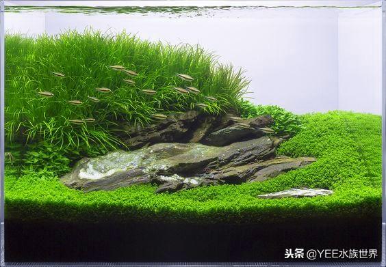 新人入坑，选多大的水草缸比较好？-7.jpg