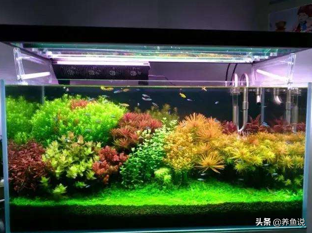 水草缸怎么养好？关键记住这个原则，妈妈再也不担心我水草养坏了-1.jpg